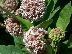 Asclépias tuberosa Arbre aux perruches