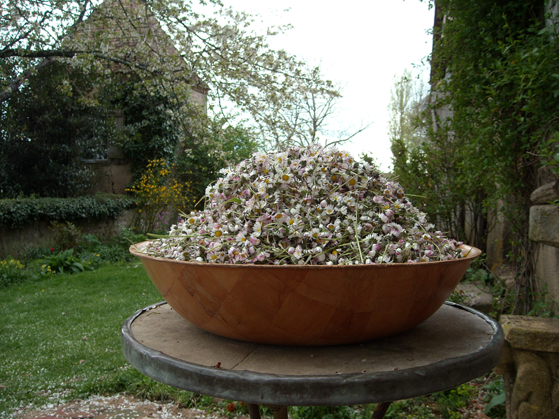 Bellis perenis Pâquerette