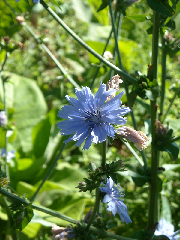 Cichorium intybus Chicorée